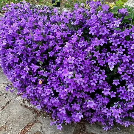 Villa Panorama Pool Balatonfüred